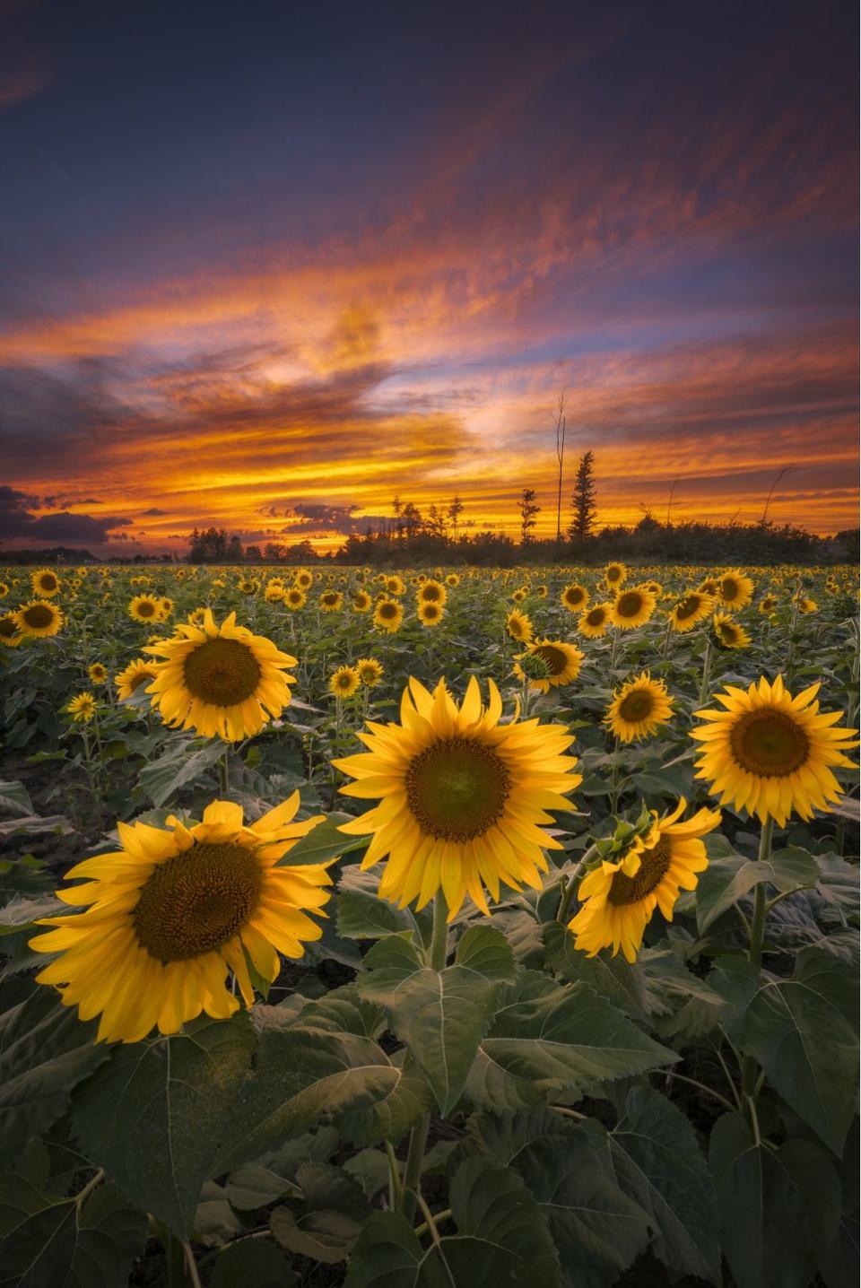 Maria’s Sunflower Field of Hope in Avon, Ohio