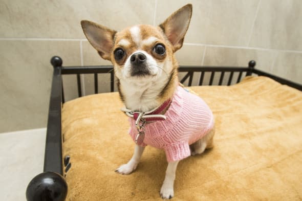 Ruby the Chihuahua in a private suite at Bellslea Hills Pet Hotel and Spa. PRESS ASSOCIATION Photo. Picture date: Wednesday March 11, 2015. A new hotel with private suites, temperature-controlled flooring and a state-of-the-art spa has opened - catering only for dogs. Bellslea Hills Pet Hotel and Spa opened this week in Ayr and is based on facilities in Beverley Hills and Hollywood, staff said. Photo credit should read: Danny Lawson/PA Wire