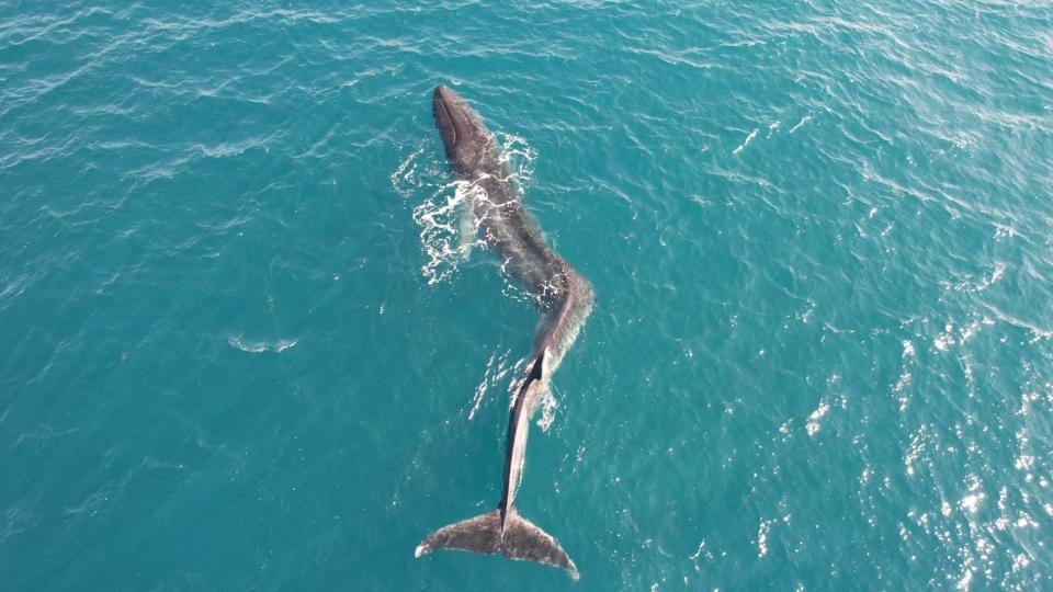 An aerial shot of the deformed fin whale with severe bend halfway along its spine.