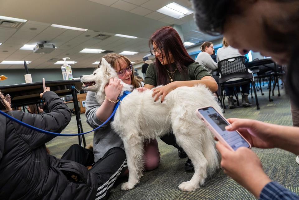 Michigan State University students take photos and hug Toby, a Samoyed therapy dog, while spending time petting therapy dogs in the Main Library on the campus in East Lansing on Friday, Feb. 17, 2023, to help students/faculty in the aftermath of the mass shooting on campus that left three students dead and five in critical condition.