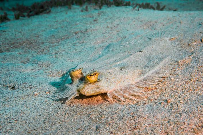 Peacock flounder in Cane Bay in St. Croix, U.S. Virgin Islands.