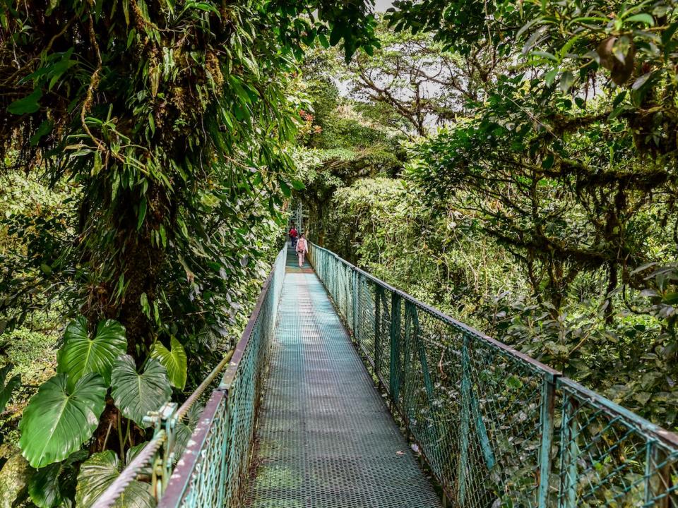 Monteverde Cloud Forest Costa Rica 2