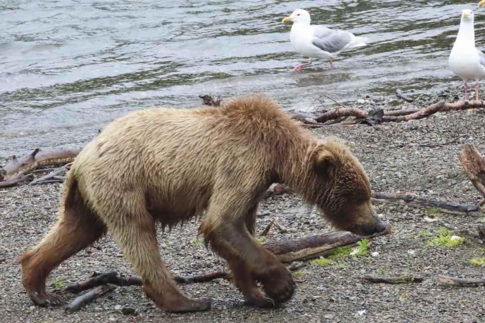 The chunkiest of chunks face off in Alaska's Fat Bear Week