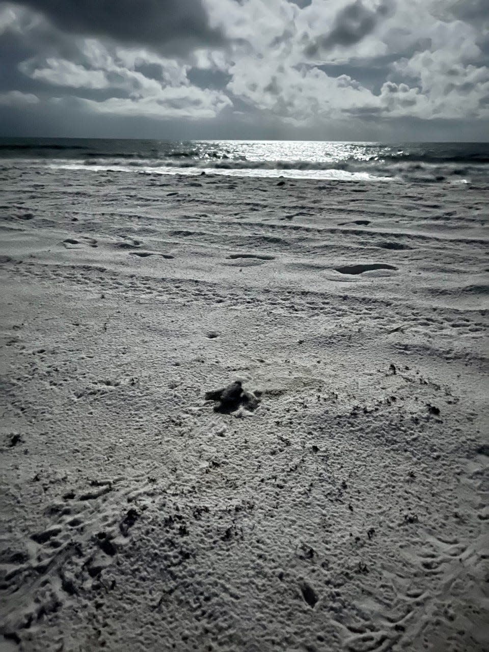 Escambia County announced Thursday that a leatherback turtle nest hatched on Pensacola Beach for the first time in 20 years.