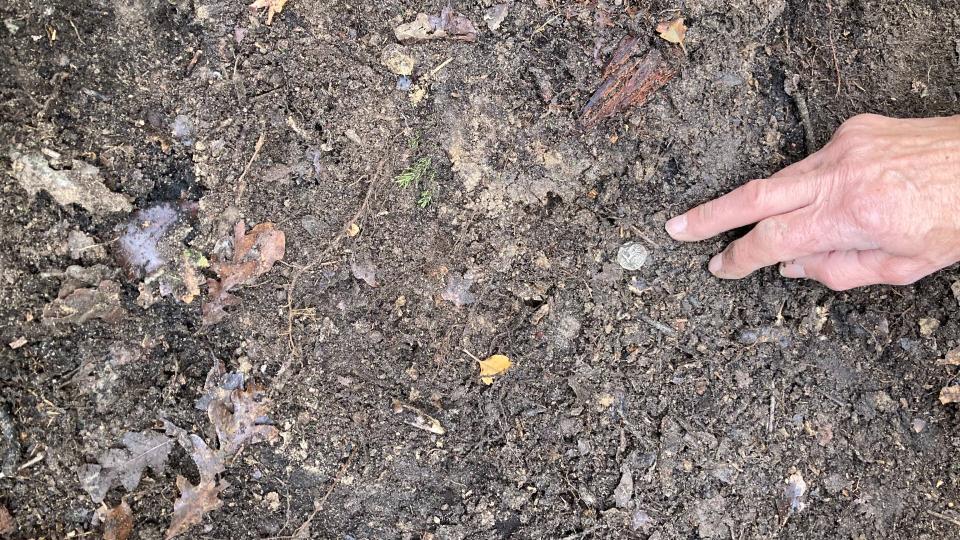 Here we see a hand pointing to a small, round silver Roman coin on the dirt floor of a forest.