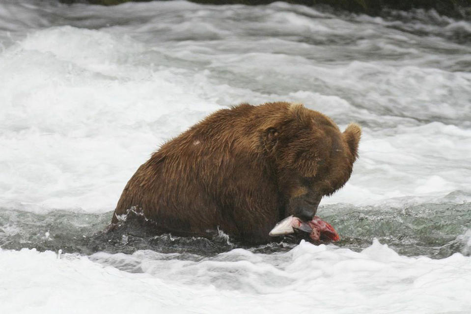 In this July 2012 photo provided by Roy Wood and explore.org, a bear is seen eating a fish at Brooks Camp in Katmai National Park and Preserve, Alaska. The stars of a widely popular Internet series are ready for their second season. The stars in this show are the grizzly bears of Katmai National Park, and they will be coming to a small screen near you with more cameras and different angles as they fight to get a bounty of salmon before winter sets in. (AP Photo/Roy Wood and explore.org)