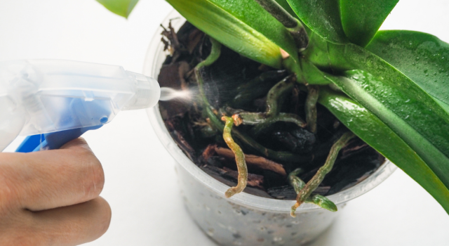L'importance du pot en plastique de l'orchidée