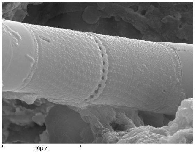 This is a close-up electron microscope image of the previous slide, showing the intricate layering (frustule) of a diatom (algae) fossil found in the meteorite which fell in Sri Lanka on Dec. 29, 2012. Scientists who research these microstructures are convinced it represents proof of extraterrestrial life.