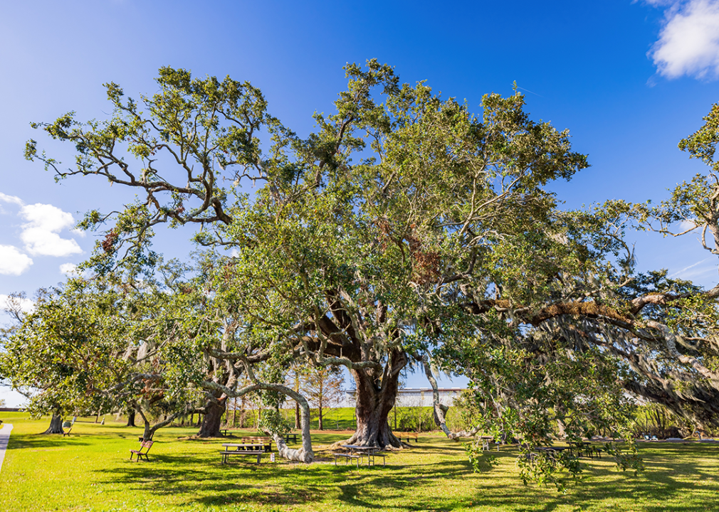 Landscape in Chalmette.