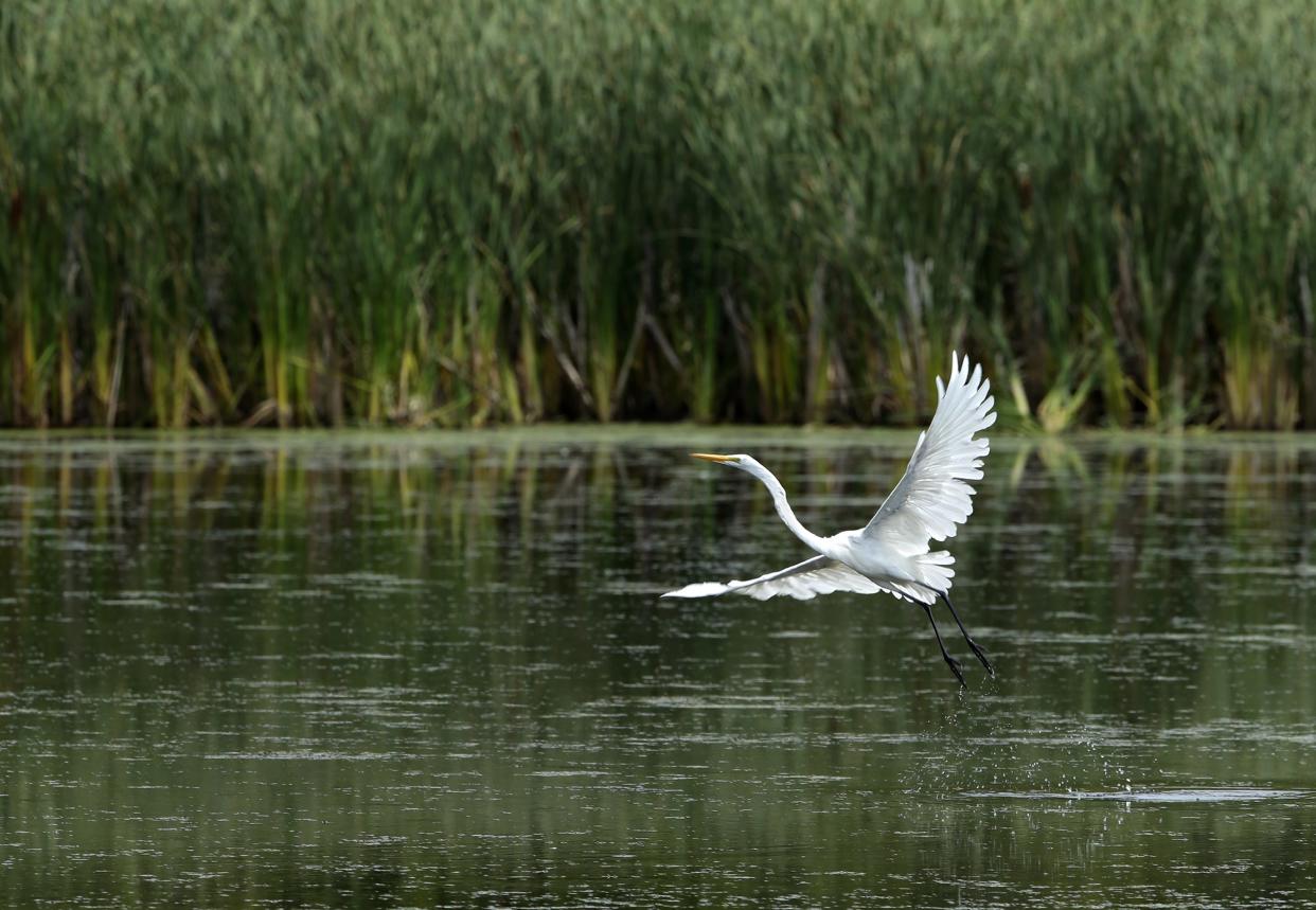 A Great Egret takes flight from a marsh in the Guckenberg-Sturm Preserve in Menasha, Wis.