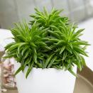 <p>Spruce up your indoor space with this head-turning unique plant. With a name as fun as it looks, the Happy Bean Plant is less demanding than other houseplants. It's a semi-succulent, which means it can store water during dryer spells. Keep in a bright spot away from direct sunlight. </p><p><a class="link " href="https://go.redirectingat.com?id=127X1599956&url=https%3A%2F%2Fwww.crocus.co.uk%2Fplants%2F_%2Fpeperomia-happy-bean%2Fclassid.2000032044%2F&sref=https%3A%2F%2Fwww.housebeautiful.com%2Fuk%2Fgarden%2Fplants%2Fg34571764%2Ftrending-houseplants%2F" rel="nofollow noopener" target="_blank" data-ylk="slk:BUY NOW VIA CROCUS;elm:context_link;itc:0;sec:content-canvas">BUY NOW VIA CROCUS</a> </p>