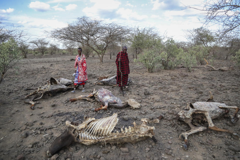 FILE - Saito Ene Ruka, right, who said he has lost 100 cows due to drought, and his neighbour Kesoi Ole Tingoe, left, who said she lost 40 cows, walk past animal carcasses at Ilangeruani village, near Lake Magadi, in Kenya, on Nov. 9, 2022. The United States has announced $524 million in additional humanitarian aid for the Horn of Africa that aims to put a spotlight on the extreme effects of climate change and the worst drought in the region in 40 years. The aid announcement also seeks to highlight the need for more than $5 billion. (AP Photo/Brian Inganga, File)