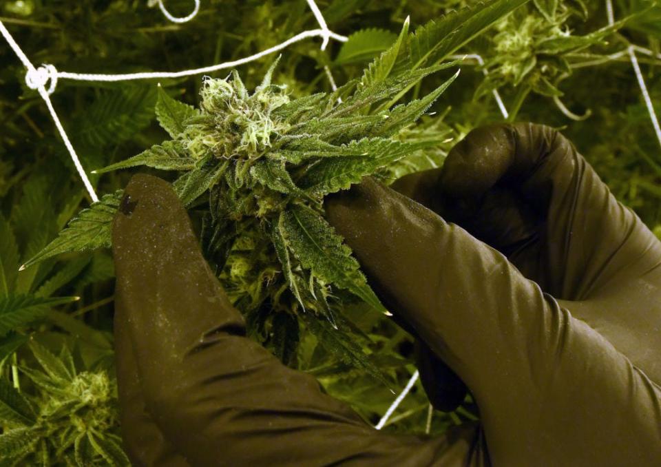 An employee at a marijuana cultivation facility in Las Vegas shows the bud on a growing cannabis plant.