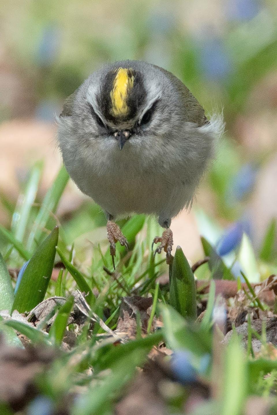 The golden-crowned kinglet is a finalist in Wisconsin's Fat Bird Week competition.