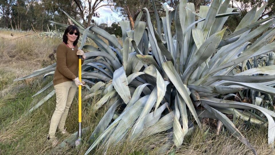 Rosemary Beale con una de sus enormes plantas de agave americana.
