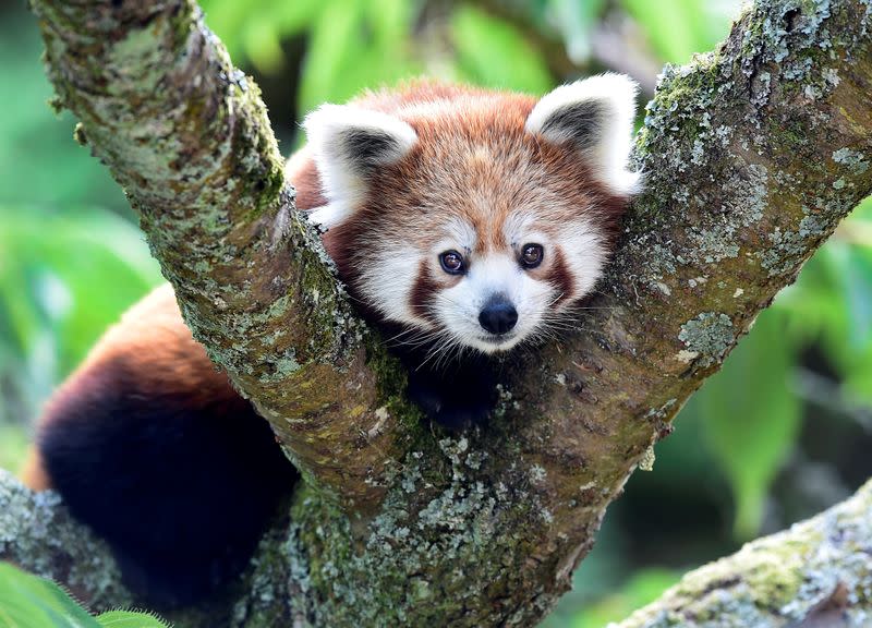 FILE PHOTO: A one year old Red Panda sits in the trees having only recently arrived to a brand new enclosure at the Manor Wildlife Park, St Florence, near Tenby in Wales,