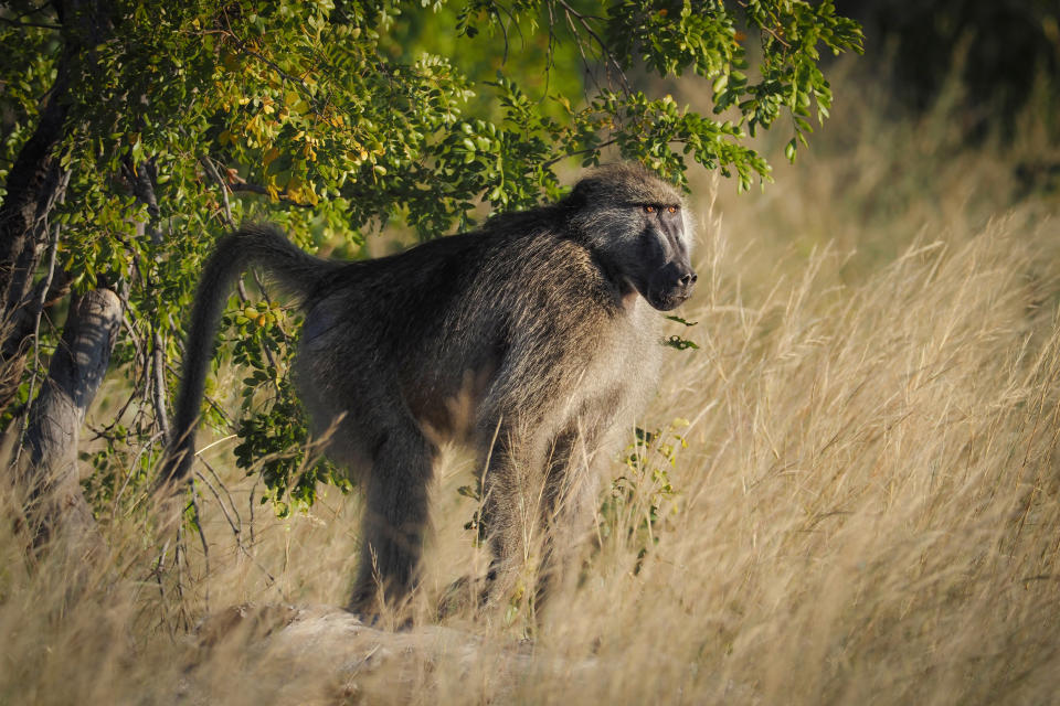 Wild baboon in the tall grass, photographed in Africa