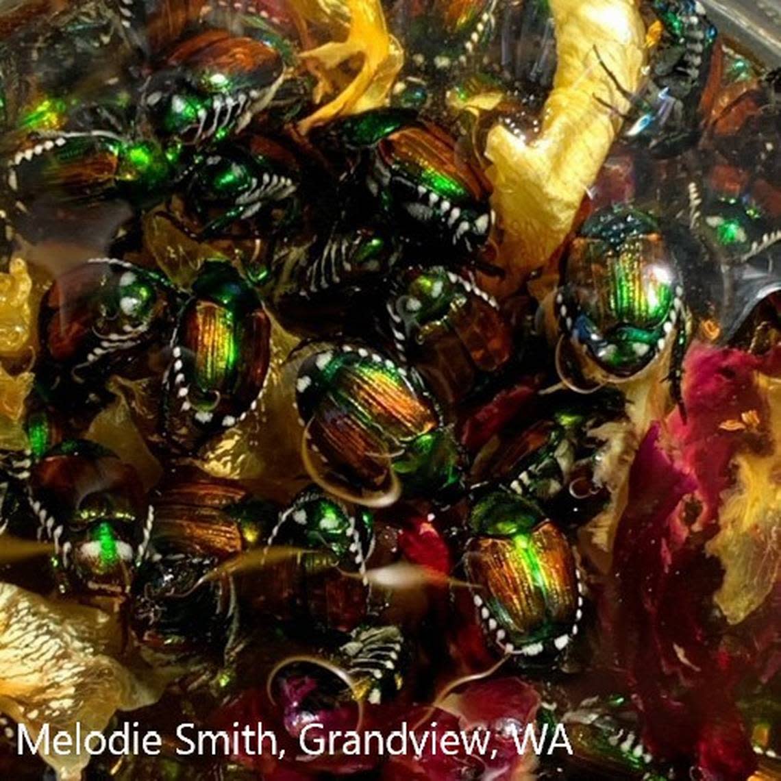 Japanese beetles found in the Lower Yakima Valley threaten more than 300 plants, including roses, grapes, apples, hops and lawn grass.