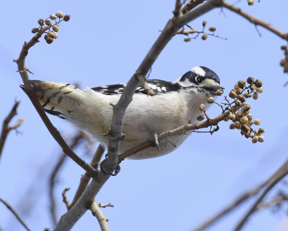 This undated photo provided by Timber Press of a Downy woodpecker was taken in Oxford, Pa., and is featured in the Douglas Tallamy book "Nature's Best Hope: A New Approach to Conservation that Starts in Your Yard." Tallamy, a professor at the University of Delaware, is urging everyone _ homeowners and renters, in cities, suburbs and rural areas _ to pitch in. The wildlife ecologist and author doesn't just want you to embrace native plants in your yard or on your patio, he wants everyone to see their patches of land as part of a giant quilt. A "Homegrown National Park.'' Tallamy says a massive project like that can go a long way toward nurturing and protecting birds and pollinators. (Douglas Tallamy/Timber Press via AP)