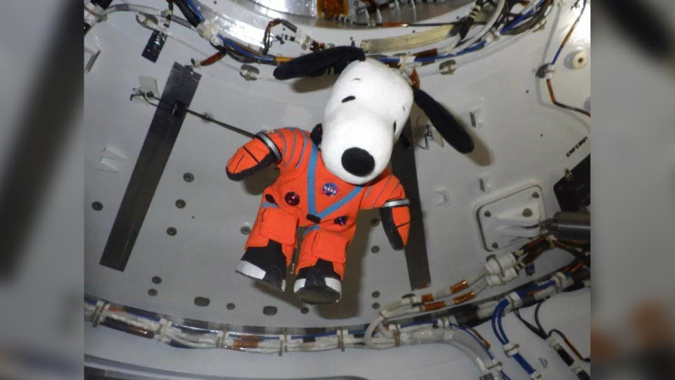 <p> In a throwback to the famed Apollo program, NASA officials are letting a very special dog out. Snoopy, a star of the Peanuts comic strips that ran from 1950 to 2000, is the zero-G indicator for the Orion spacecraft. The beagle famously landed on the moon in a series of comic strips in 1969, and the Apollo 10 lunar module was named Snoopy in his honor. </p> <p> The Artemis 1 Snoopy is spacesuited, wearing a replica of the same pressure suit NASA has for its Artemis astronauts. His association with NASA dates back to 1968 when agency officials asked Peanuts creator Charles Schulz to use the dog&apos;s image as a safety mascot. NASA introduced the Silver Snoopy award that year to honor workforce members who made significant strides in mission safety and success in human spaceflight. </p>