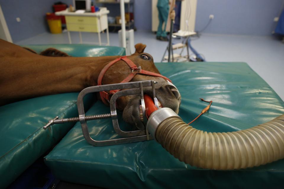 Un caballo de carreras en el hospital