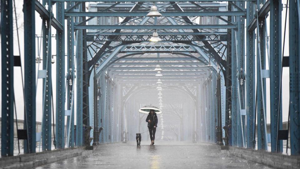 dog being walked over Walnut Street Bridge