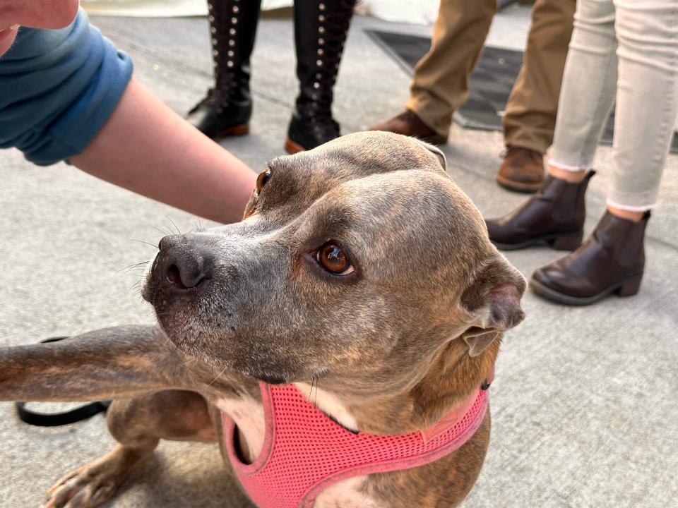 Bully breed Roxie is a senior dog. She benefits from the “Mother Puppin’ Birthday Pawty” fundraiser for Knox Vintage Pet Project at Merchants of Beer, presented by the Royal Bark Social Club on Sunday, Oct. 8, 2023