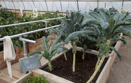 Kale is seen growing in a hoop house at 'The Farm at St. Joe's' across from Saint Joseph Mercy hospital in Ypsilanti, Michigan, U.S., August 23, 2017. Picture taken August 23, 2017. REUTERS/Rebecca Cook