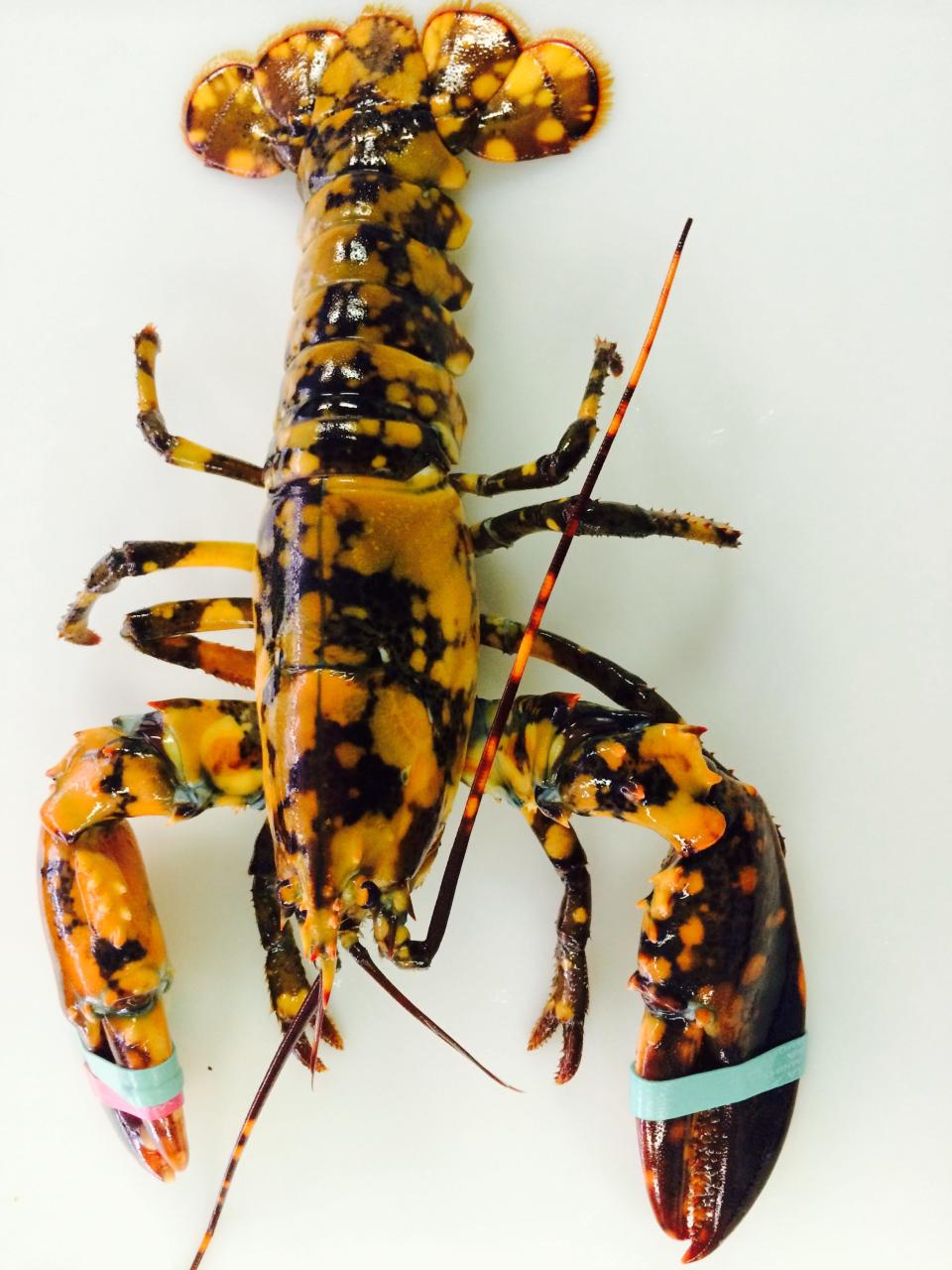 A calico lobster is known for its distinctive black and orange mottled color pattern.