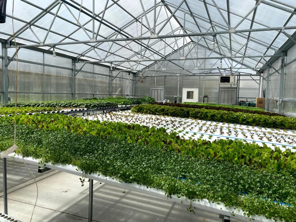 The hydroponic greenhouse at Perona Farms.