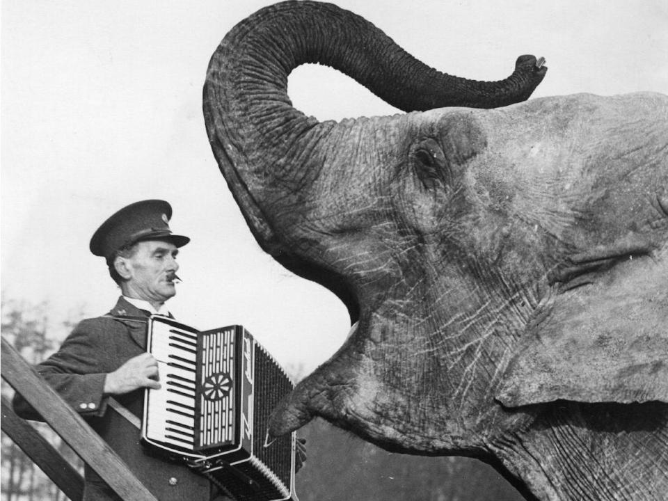 elephant accordion player