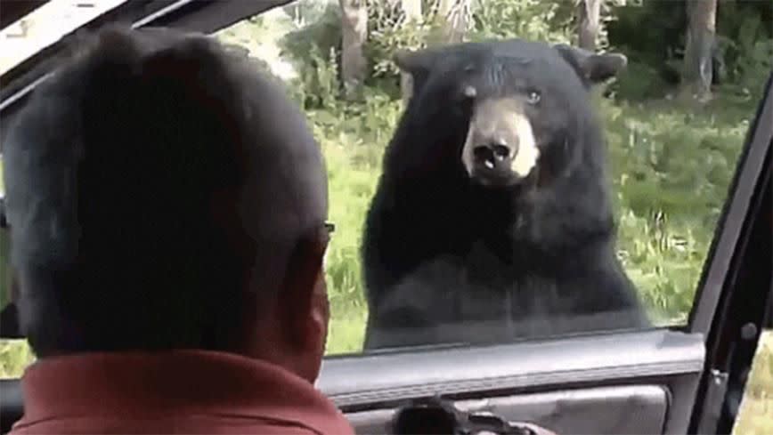 Bear is filmed by family. Photo: YouTube