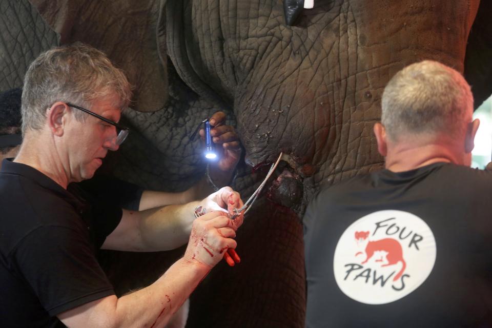 Veterinarians from the global animal welfare organization Four Paws conduct dental surgery on an elephant at a zoo, in Karachi, Pakistan, Wednesday, Aug. 17, 2022. The veterinarians began a series of surgeries on a pair of elephants. During a previous visit last year, vets from Four Paws examined four elephants in Karachi and determined that one of the animals needs a “complicated” surgery to remove a damaged and infected tusk. A second elephant has dental problems and a medical issue with a foot, the vets said at the time. (AP Photo/Fareed Khan)