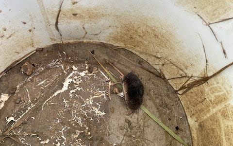 A dead shrew in a bucket trap used by HS2 - Michelle RB