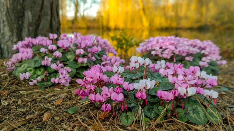 winter flowers cyclamen