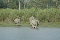 Grass towers as tall as an elephant in India's Kaziranga National Park.