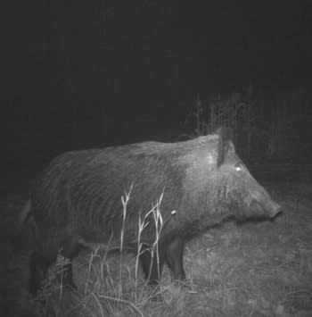 The night vision photo shows a large feral hog in full frame, looking to the right, with the light in his eyes reflecting back to the camera.