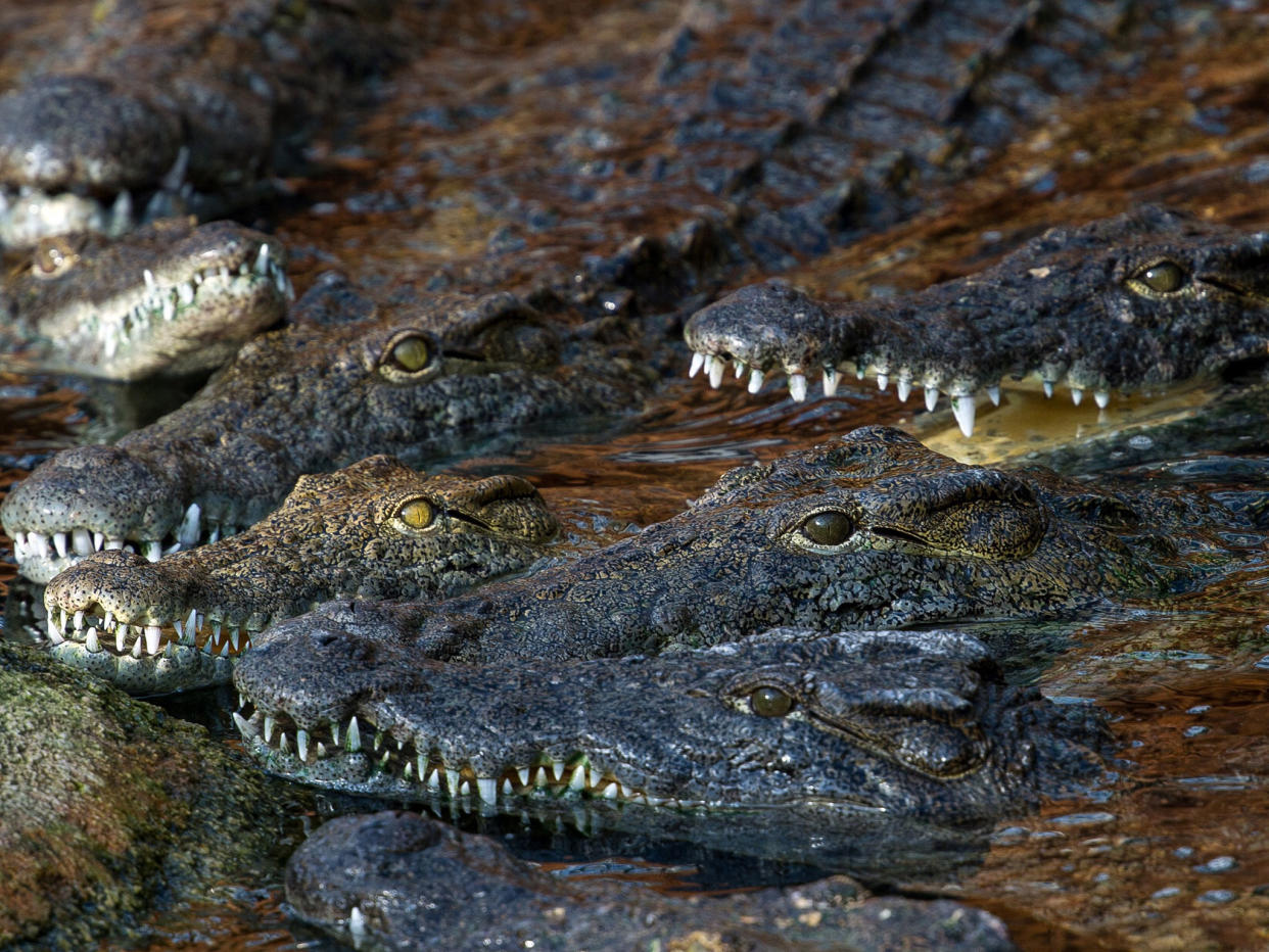 Nile Crocodiles are known for lying in wait for their prey: AFP/Getty Images