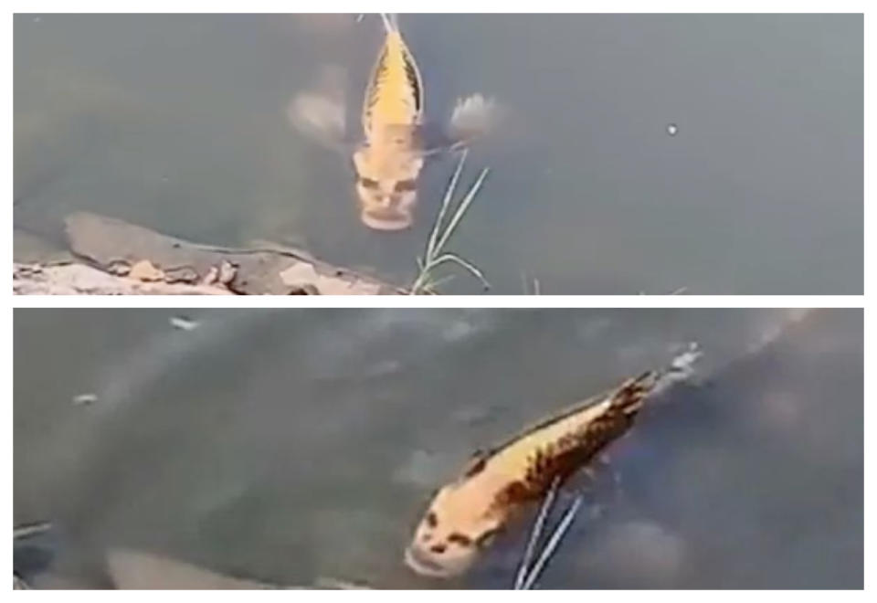 ▲遊客在雲南風景區內發現一條人面魚。（圖／翻攝自影片）