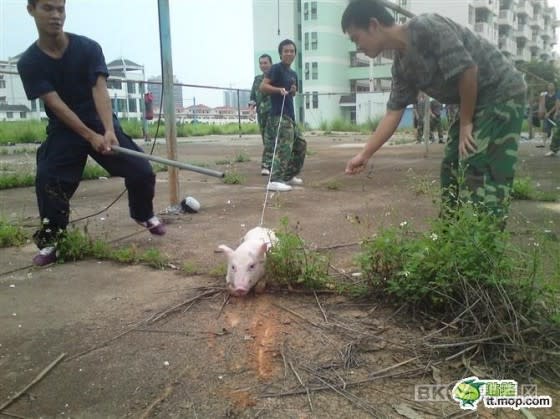 Police students in China seen abusing a pig as part of their learning. (ChinaSmack)