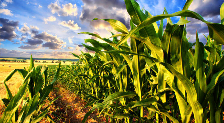 Corn field and sky with beautiful clouds