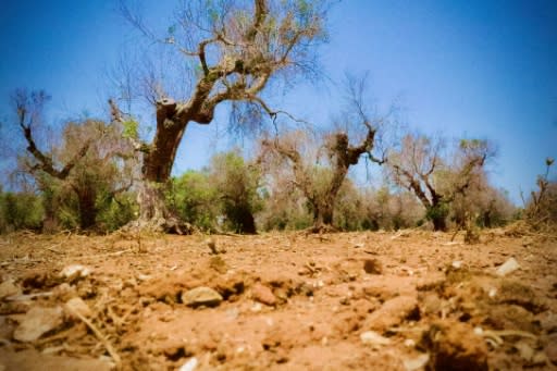 Xylella fastidiosa has devastated ancient olive trees in Italy's southern Apulia region and beyond since 2013, leaving thousands of skeleton-like trees in its wake, and little hope for farmers