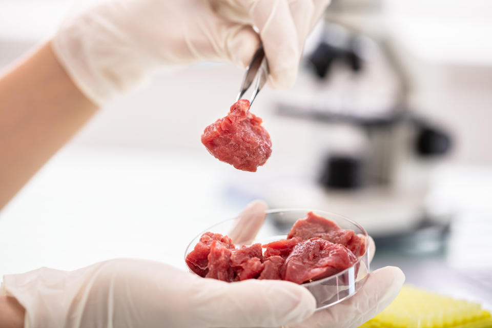 Gros plan d'un chercheur inspectant un échantillon de viande en laboratoire