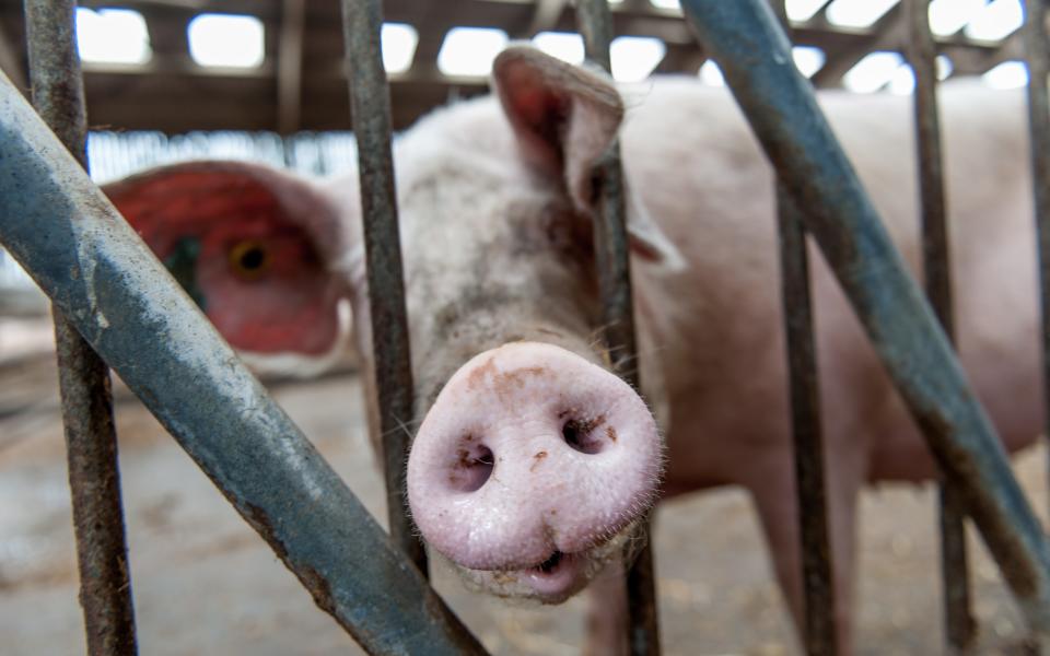 French farmers hope Marine Le Pen will free them from EU 'straitjacket'