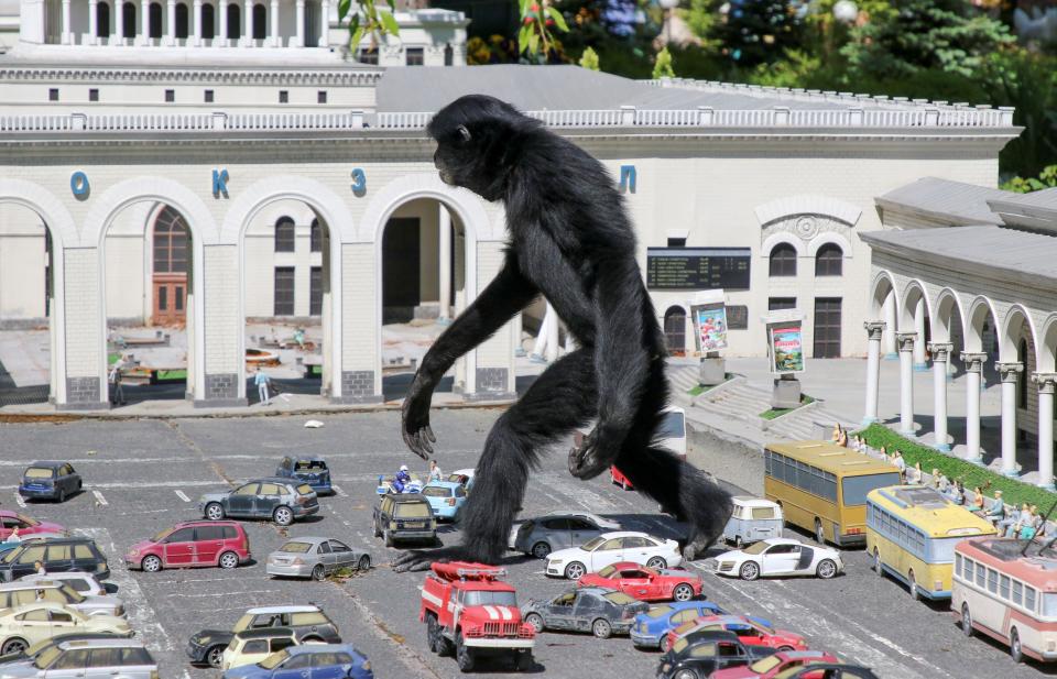 A gibbon walks amid models of vehicles at a zoo in the park of miniatures in Bakhchisaray, Crimea May 24, 2021.