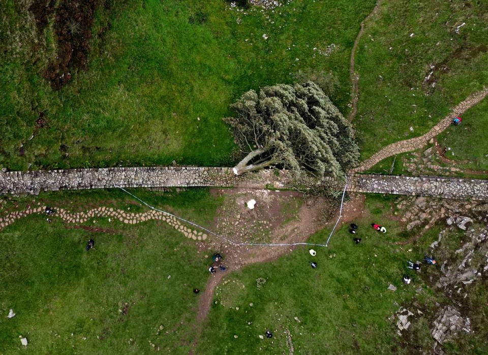 Aerial view of the felled Sycamore Gap in Once Brewed, Northumberland National Park (REUTERS)