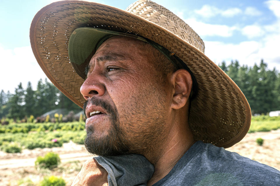 FILE - A farmworker, who declined to give his name, wipes sweat from his neck while working, Thursday, July 1, 2021, in St. Paul, Ore., as a heat wave bakes the Pacific Northwest in record-high temperatures. (AP Photo/Nathan Howard, File)