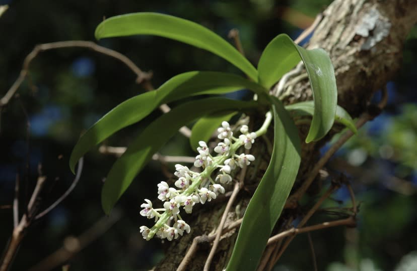 管唇蘭為小型著生蘭花，生長於蘭嶼海拔高度200-400公尺熱帶山區，唇瓣有紫紅色斑點，花具有杏仁香氣。（圖／台電提供）