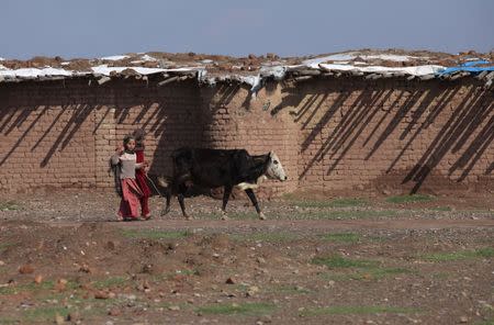 Internally displaced girls, who together with their family have fled military operations in the Khyber Agency, walk with a cow at the UNHCR Jalozai camp in Peshawar, Pakistan, March 15, 2016. REUTERS/Fayaz Aziz