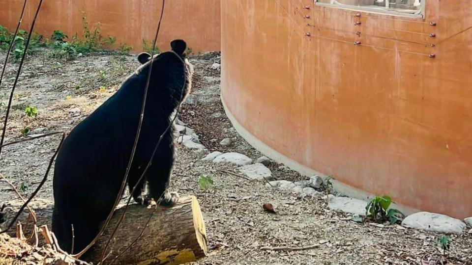 動物園解釋，野外的台灣黑熊本來就會站立。（圖／壽山動物園提供）